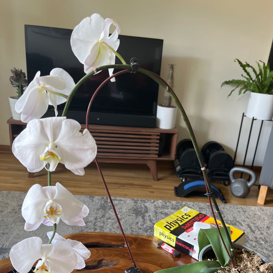 Phalaenopsis Orchid with white flowers on a wooden table indoors.