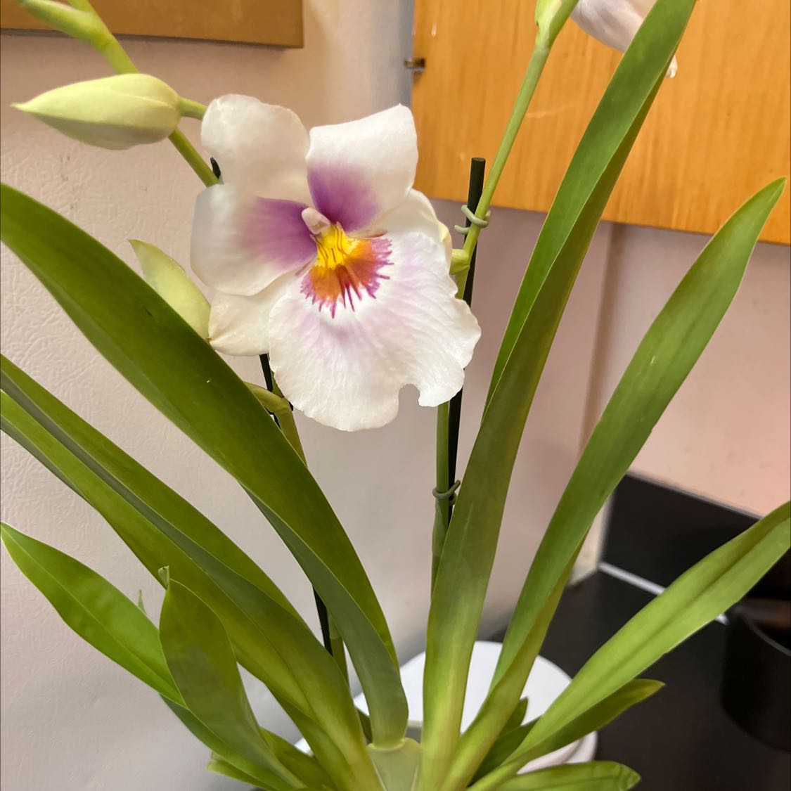 Cockleshell Orchid with healthy green leaves and a prominent white flower with purple and yellow markings.
