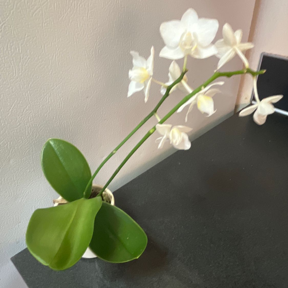 Moon Orchid with white flowers and healthy green leaves.
