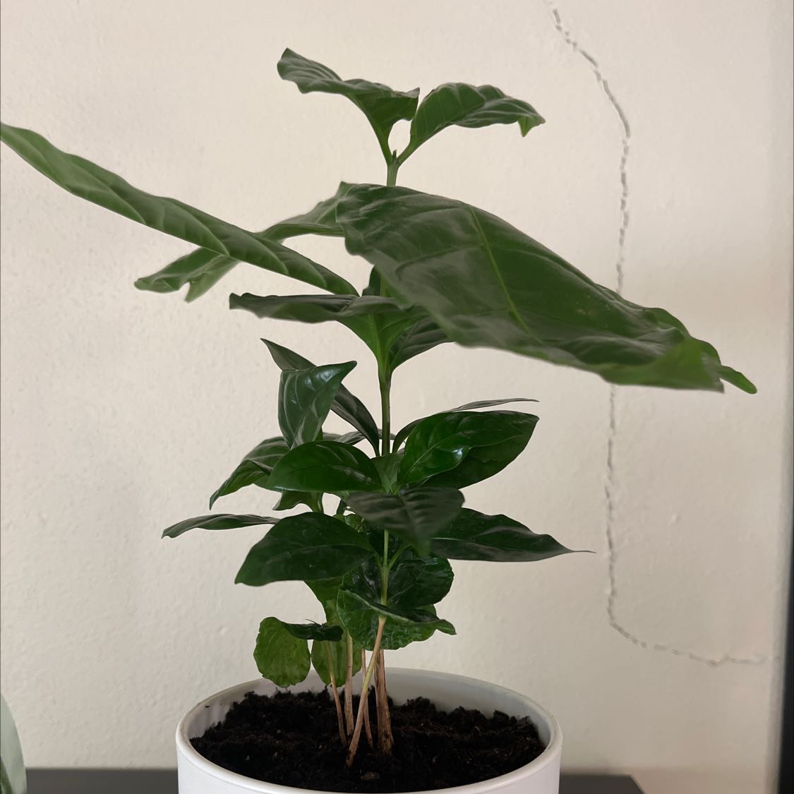 A healthy young Arabian coffee plant with lush green leaves growing in a small pot with dark soil.