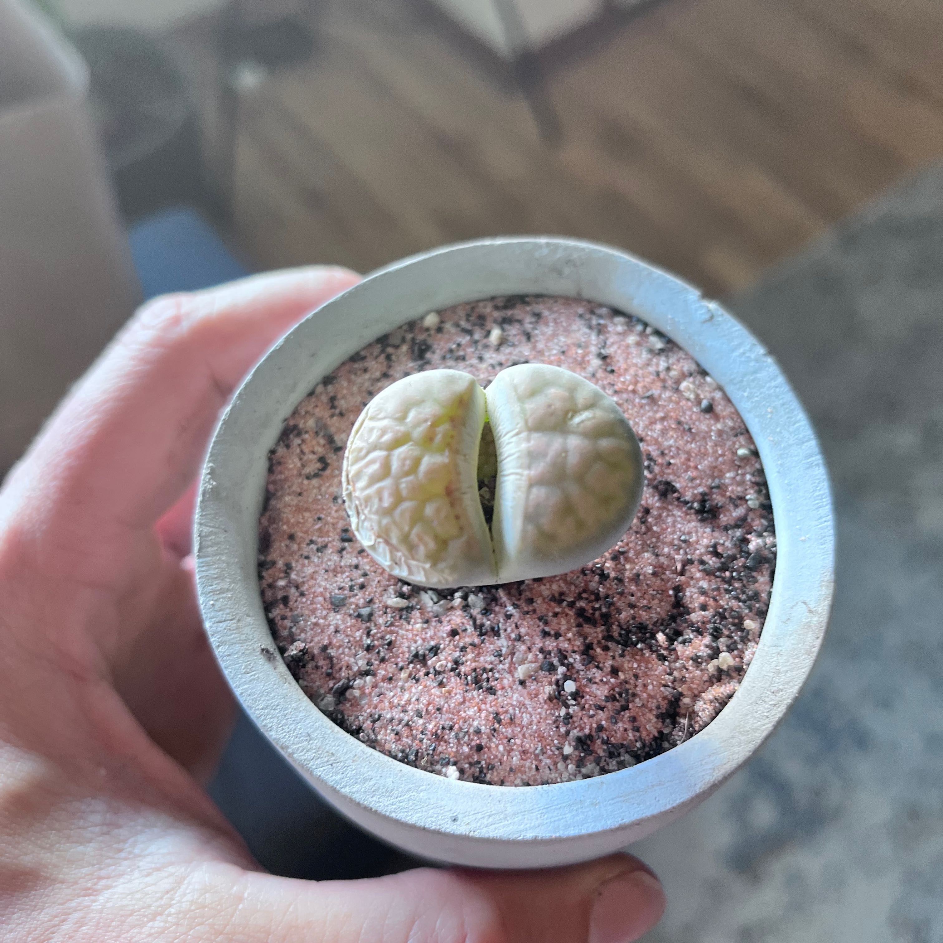 Lithops bromfieldii plant in a pot with sandy soil, held by a hand.