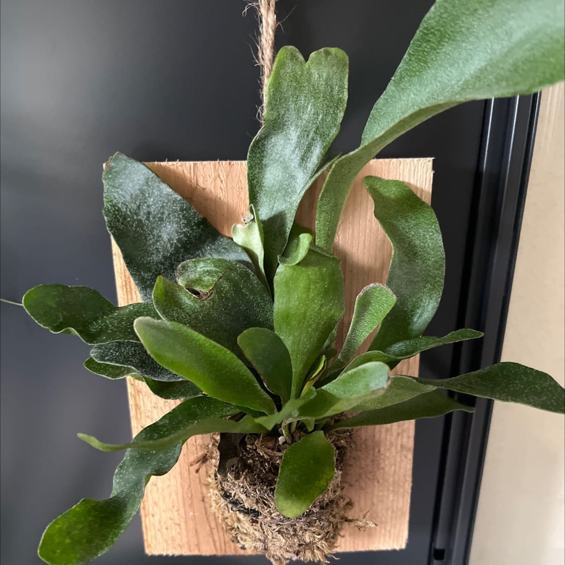 Light Requirements For My Elkhorn Fern