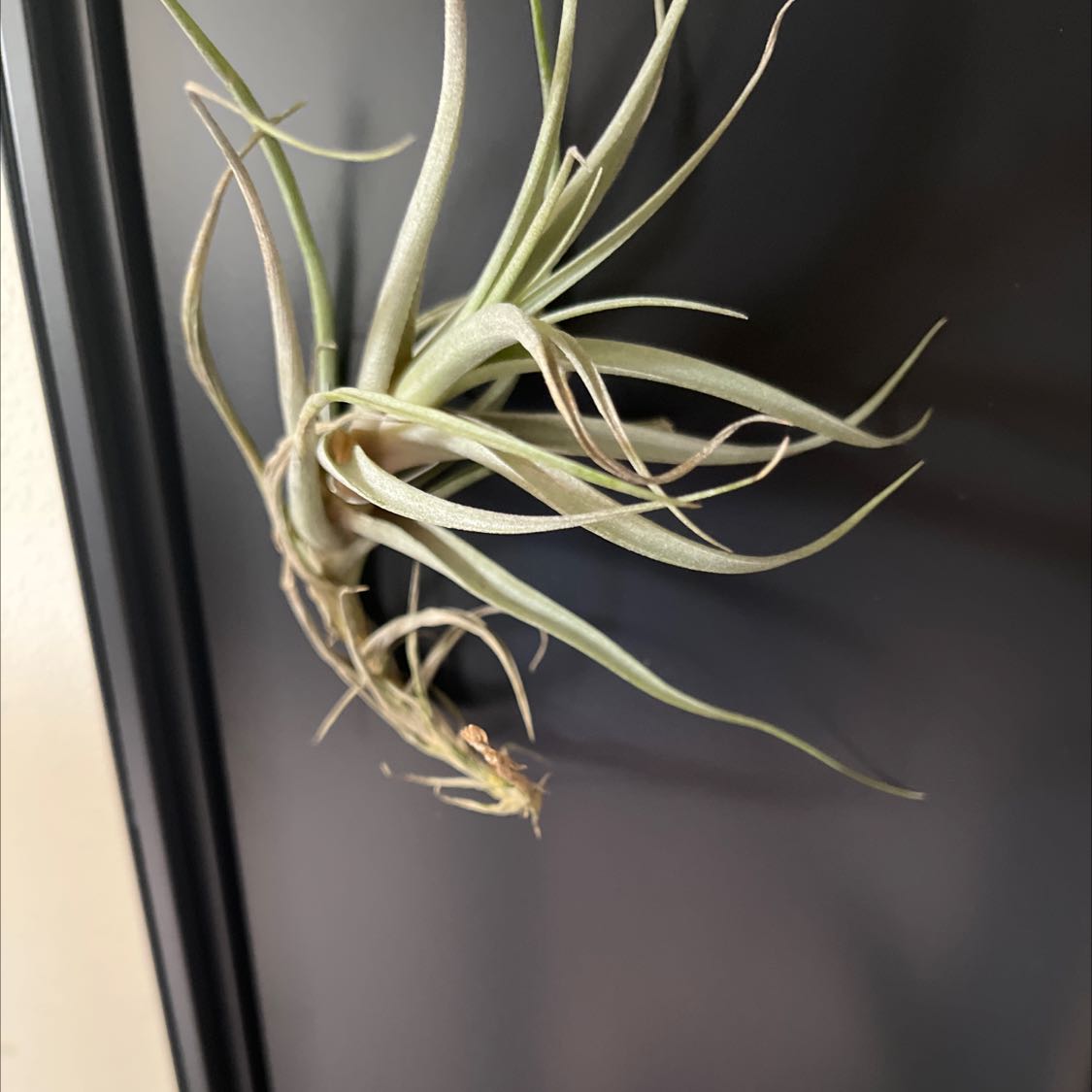 Tillandsia Erubescens plant attached to a dark background, appears healthy.
