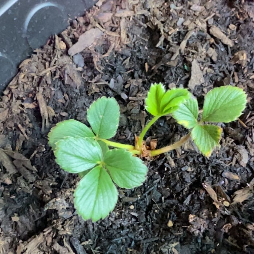 Photo of the plant species White Strawberry by @TryRedtree68 named Whitesoul on Greg, the plant care app
