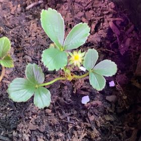 Photo of the plant species White Strawberry by @TryRedtree68 named da Vinci on Greg, the plant care app