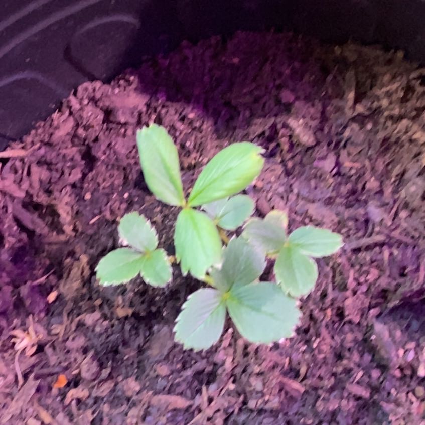 Photo of the plant species White Strawberry by @TryRedtree68 named Diana on Greg, the plant care app