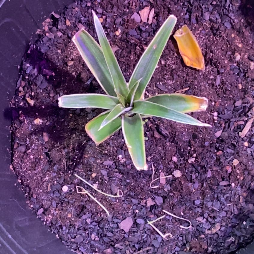 Photo of the plant species Red Pineapple by @TryRedtree68 named Nithin on Greg, the plant care app