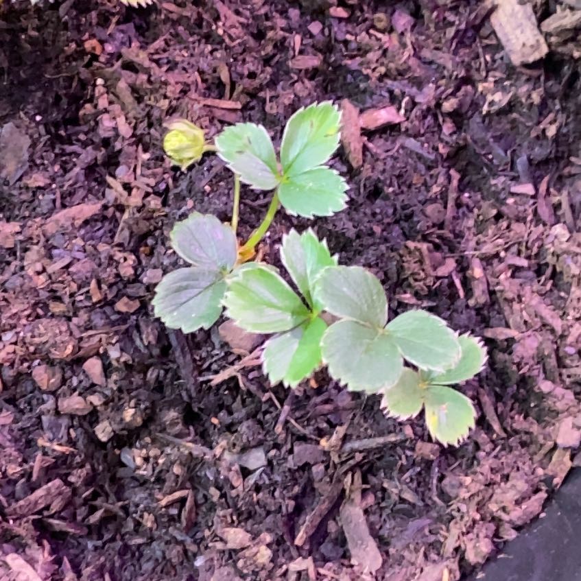 Photo of the plant species White Strawberry by @TryRedtree68 named Sherlock on Greg, the plant care app