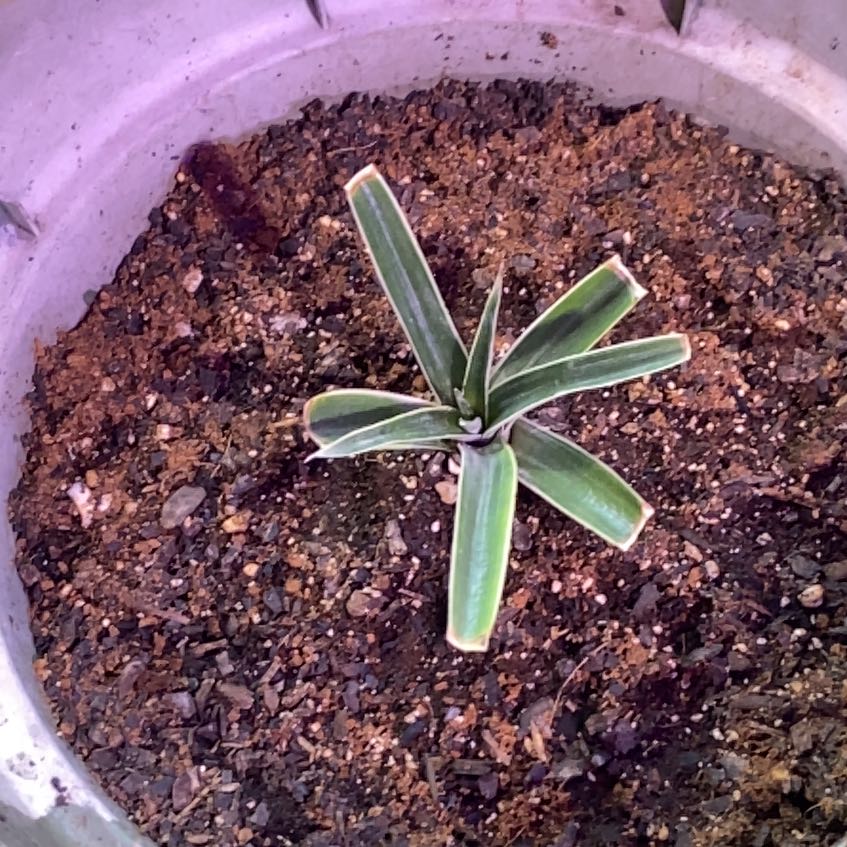 Photo of the plant species Red Pineapple by @TryRedtree68 named Aristotle on Greg, the plant care app