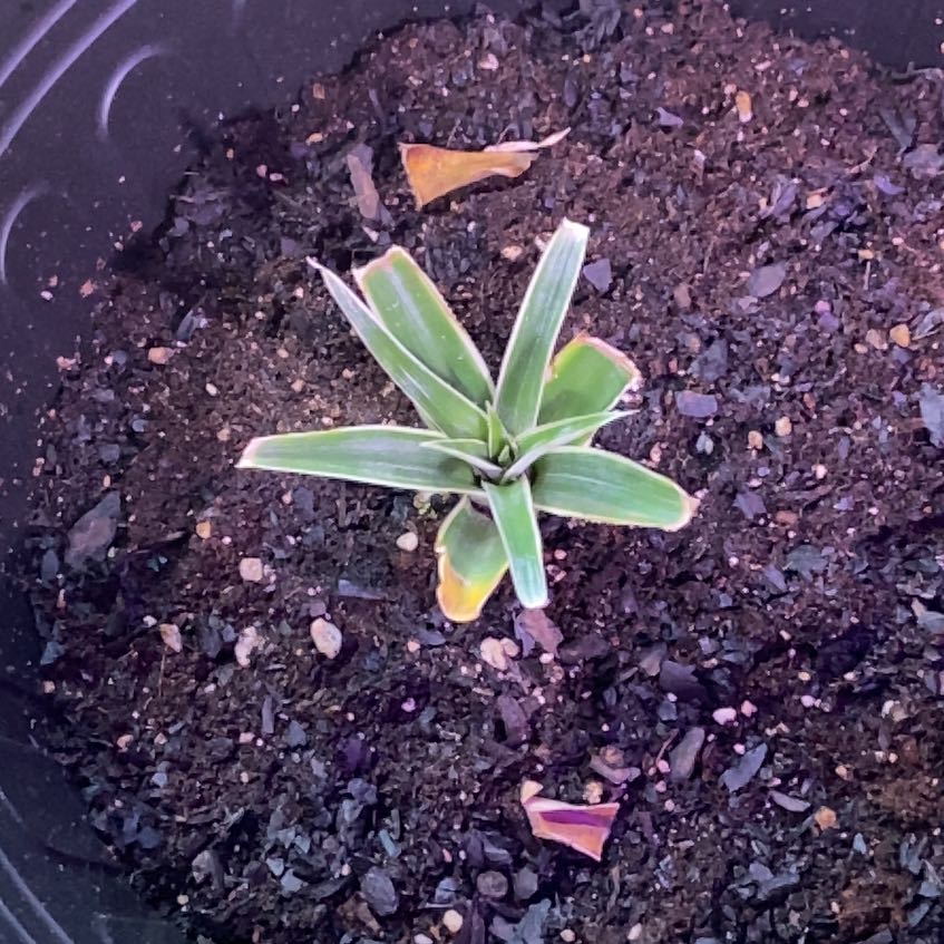 Photo of the plant species Red Pineapple by @TryRedtree68 named Daphne on Greg, the plant care app