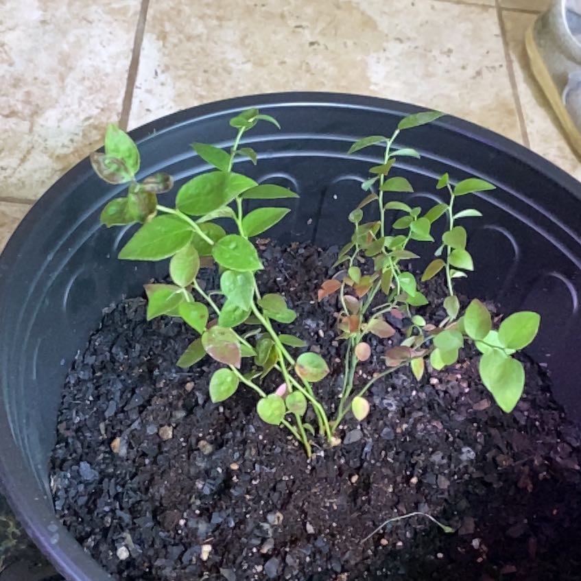 Photo of the plant species Darrow's Blueberry by @TryRedtree68 named Maximus on Greg, the plant care app