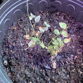 Photo of the plant species Darrow's Blueberry by @TryRedtree68 named Naomi on Greg, the plant care app