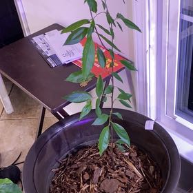 Photo of the plant species Black Rum Cherry Tree by @TryRedtree68 named Rihanna on Greg, the plant care app