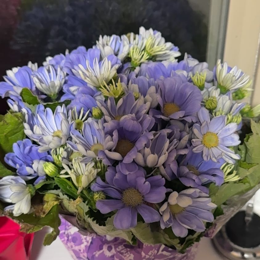 Photo of the plant species Cineraria by @HipWorm38 named Beckham on Greg, the plant care app