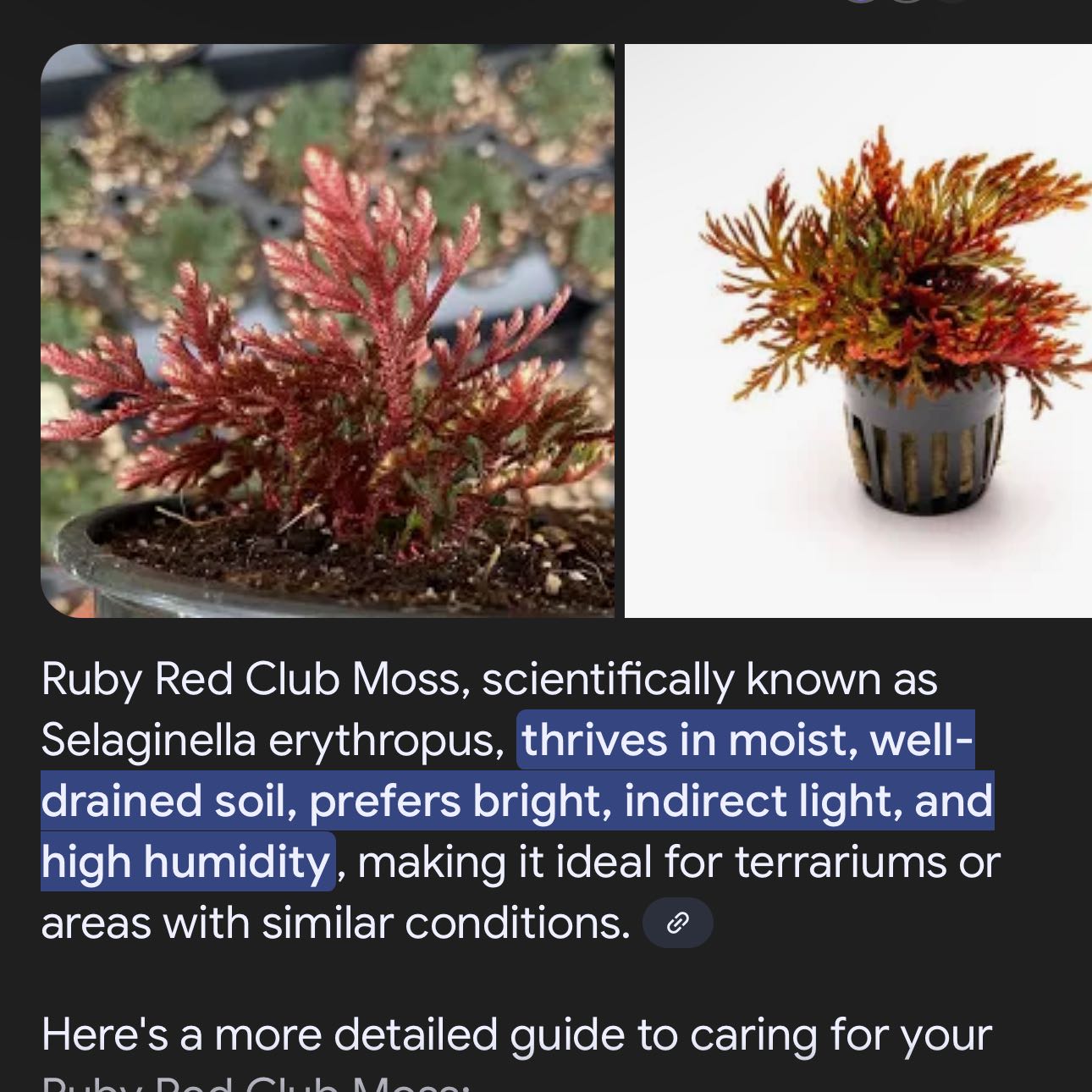 Photo of the plant species Ruby Red Club Moss by @PeppyDyebush80 named Foxxy on Greg, the plant care app
