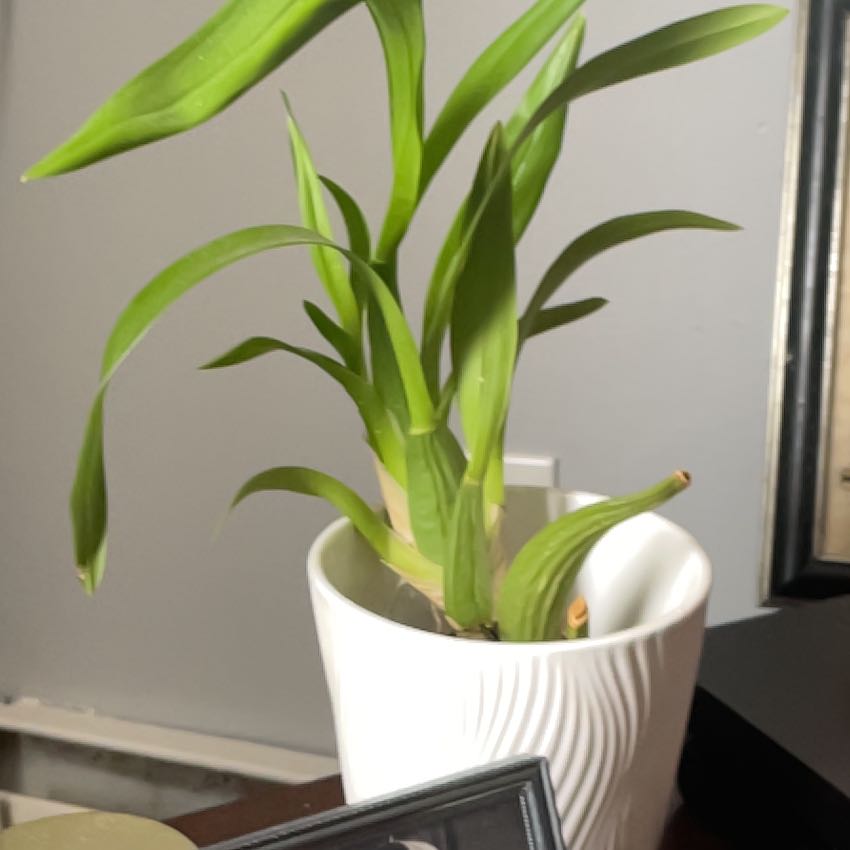 Photo of the plant species Oncidium Alliances by @TopMira96 named Bieber on Greg, the plant care app