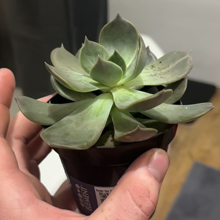 Photo of the plant species Echeveria 'Marrom' by @GladTwister48 named Sproutacus on Greg, the plant care app