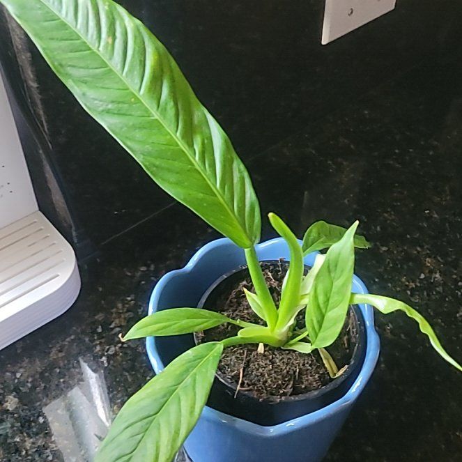 Photo of the plant species Philodendron campii by @CuteKoa29 named Sproutacus on Greg, the plant care app