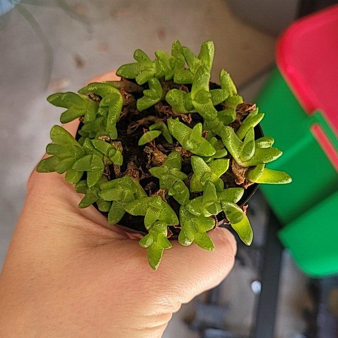 Photo of the plant species Stomatium acutifolium by @CuteKoa29 named Madonna on Greg, the plant care app