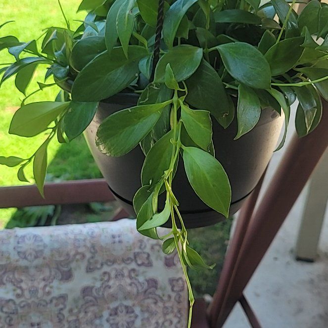 Photo of the plant species Variegated Lipstick Vine by @CuteKoa29 named Denali on Greg, the plant care app