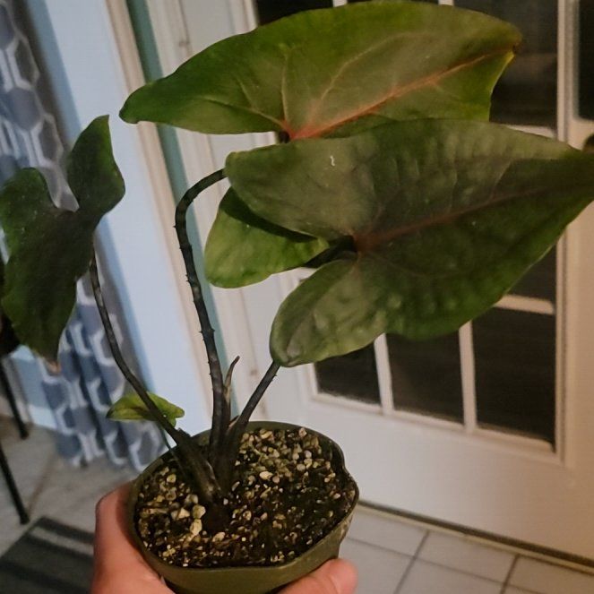 Photo of the plant species Cyrtosperma johnstonii by @CuteKoa29 named Apollo on Greg, the plant care app