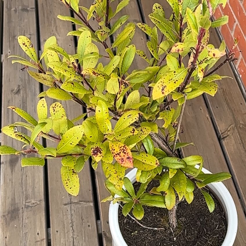 Photo of the plant species Strawberry Tree by @JocularPokaka named Luna on Greg, the plant care app