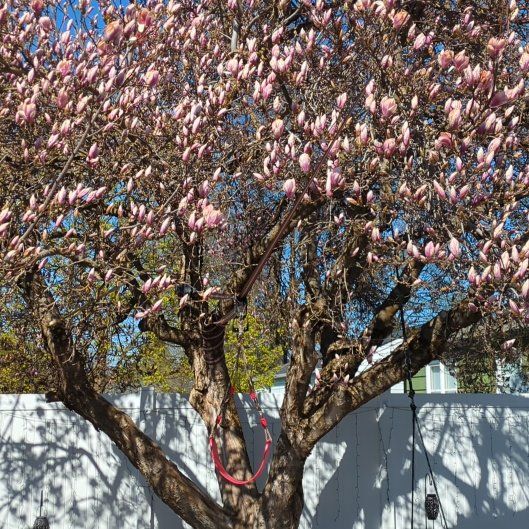 Photo of the plant species Magnolia by @FunnyGinger81 named Eva on Greg, the plant care app