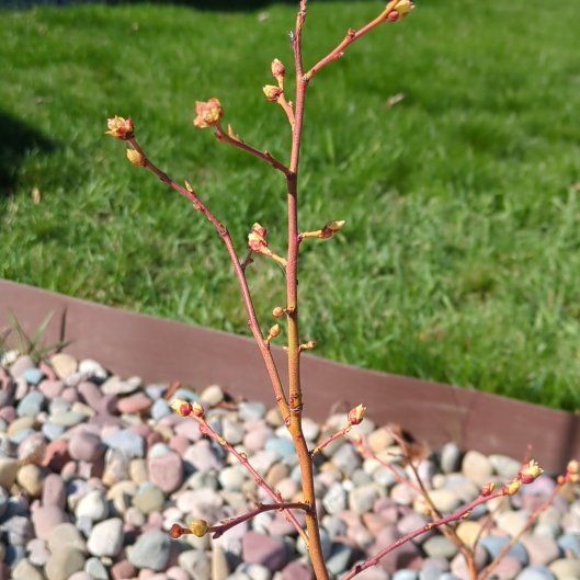 Photo of the plant species Chandler Blueberry Bush by @FunnyGinger81 named ChloroPhil on Greg, the plant care app