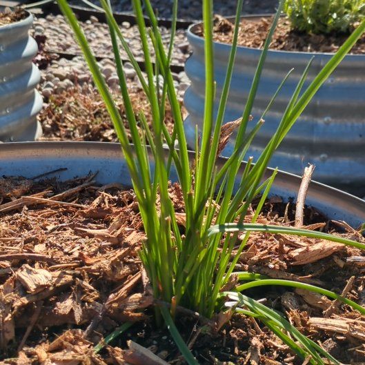 Photo of the plant species Dwarf Red Hot Poker by @FunnyGinger81 named Sonora on Greg, the plant care app