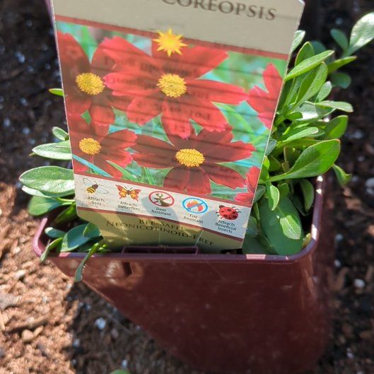 Photo of the plant species Coreopsis 'Garnet' by @FunnyGinger81 named Sigmund on Greg, the plant care app