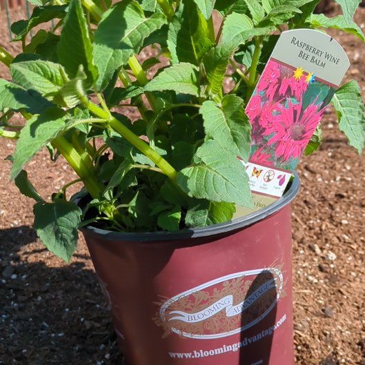 Photo of the plant species Sugar Buzz 'Berry Taffy' Bee Balm by @FunnyGinger81 named Oscar on Greg, the plant care app