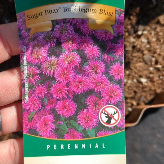 Photo of the plant species Bee Balm Sugar Buzz® Series by @FunnyGinger81 named Leonardo on Greg, the plant care app