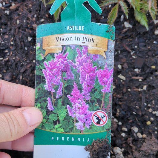 Photo of the plant species Astible by @FunnyGinger81 named Sol on Greg, the plant care app