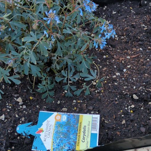 Photo of the plant species Corydalis by @FunnyGinger81 named Sage on Greg, the plant care app