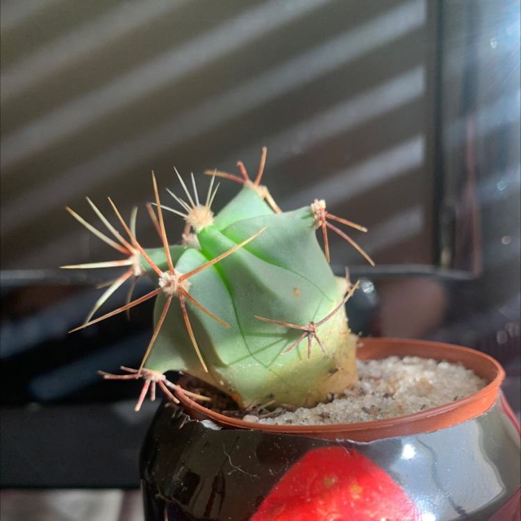 Brownspine Prickly Pear cactus in a pot with sandy soil, well-lit and healthy.