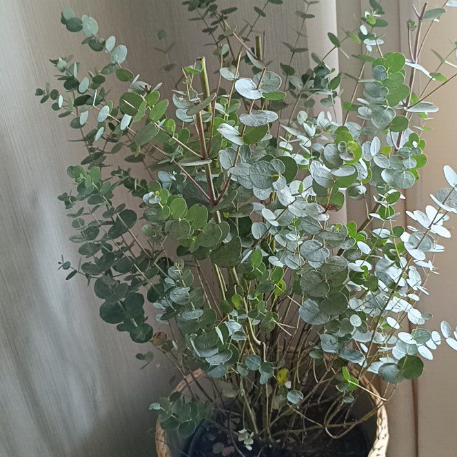 Photo of the plant species Cider gum by @PetTipa92 named Einstein on Greg, the plant care app