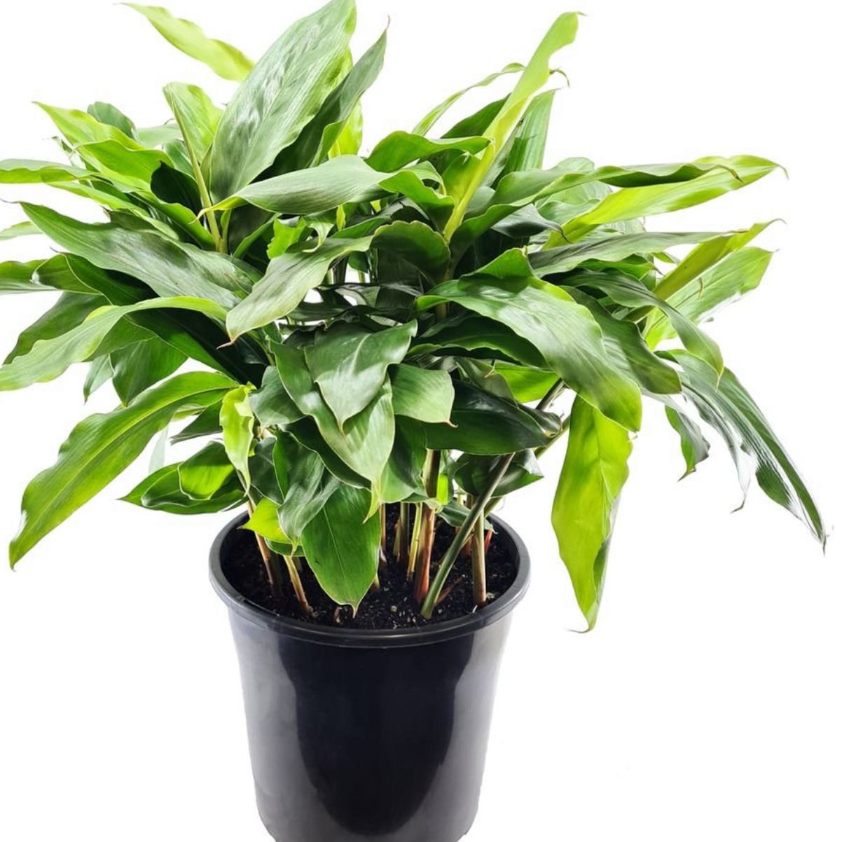 Photo of the plant species Elettaria Cardamomum by @CrispPurei97 named Ronaldo on Greg, the plant care app