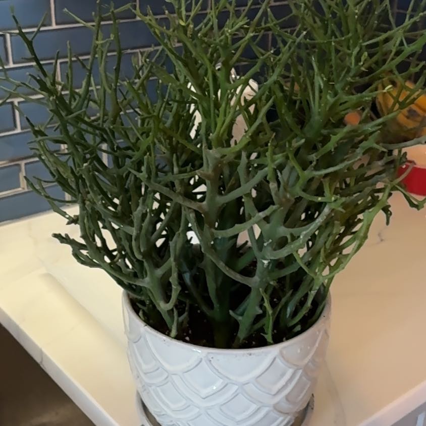 Photo of the plant species Euphorbia 'Briar Patch' by @JazzedMexico named Lebron on Greg, the plant care app