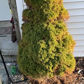 Photo of the plant species White Spruce 'Elf' by @PeppyAnahaw46 named Austen on Greg, the plant care app