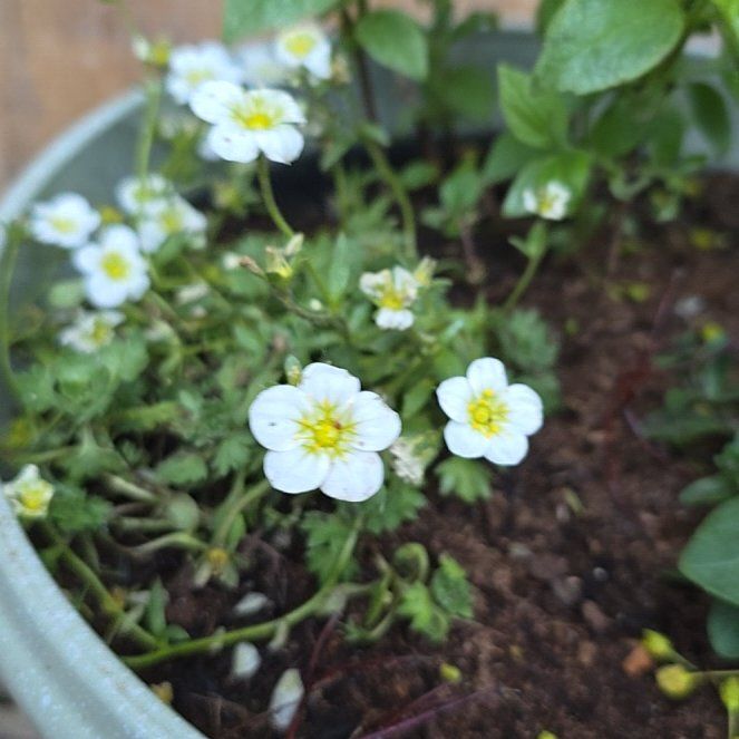 Photo of the plant species Meadow Saxifrage by @SoigneCorrea named Kendall on Greg, the plant care app