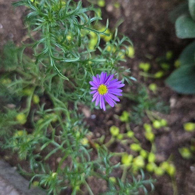 Photo of the plant species Hawkesbury Daisy by @SoigneCorrea named Walt on Greg, the plant care app