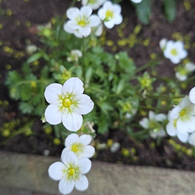 Photo of the plant species Meadow Saxifrage by @SoigneCorrea named Miley on Greg, the plant care app