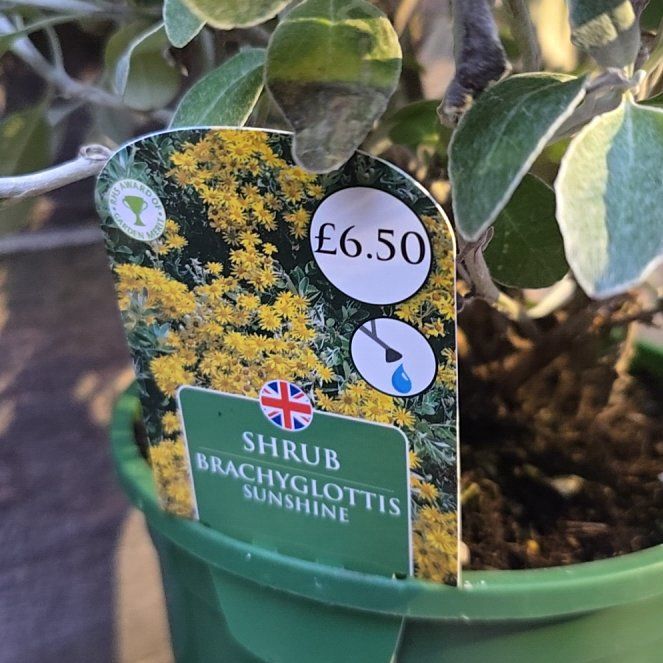 Photo of the plant species Brachyglottis 'Sunshine' by @SoigneCorrea named Diana on Greg, the plant care app