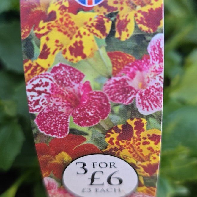 Photo of the plant species Monkey Flower by @SoigneCorrea named Huckleberry Fern on Greg, the plant care app