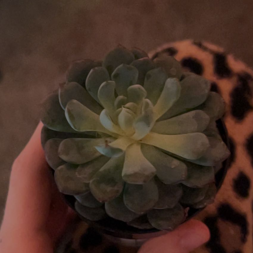 Photo of the plant species Echeveria 'Happy™' by @SinewyMandrake named miso on Greg, the plant care app