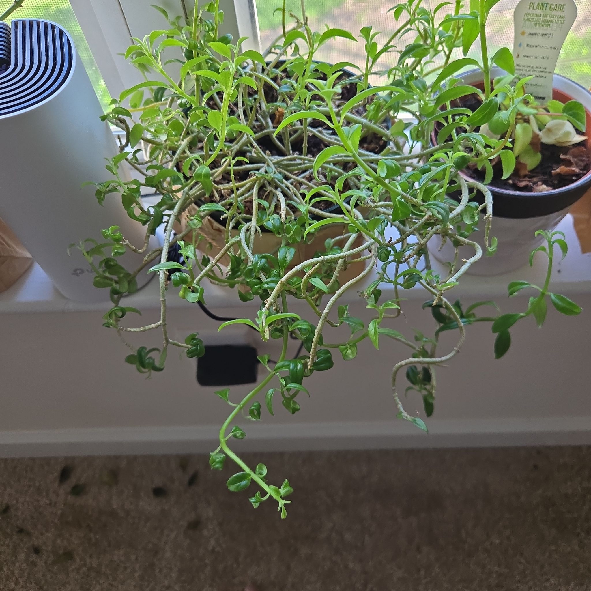 Photo of the plant species Columnea hirta by @AlertPotato46 named ChloroPhil on Greg, the plant care app