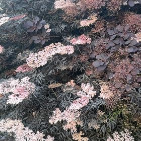Photo of the plant species St. Catherine's Lace by @ShipshapeMum46 named Orwell on Greg, the plant care app