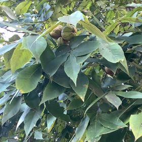 Photo of the plant species Pignut Hickory by @KookyAgarito84 named Harper on Greg, the plant care app