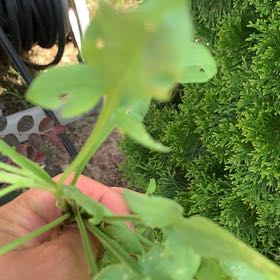 Photo of the plant species Sheep Sorrel by @KookyAgarito84 named Marley on Greg, the plant care app