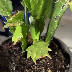 Photo of the plant species Thanksgiving Cactus by @PrincelyPhalsa named Michelle Branch on Greg, the plant care app